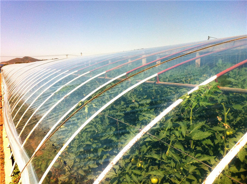 蔬菜大棚 蔬菜大棚